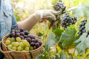 Agrofina očekuje milion kilograma grožđa