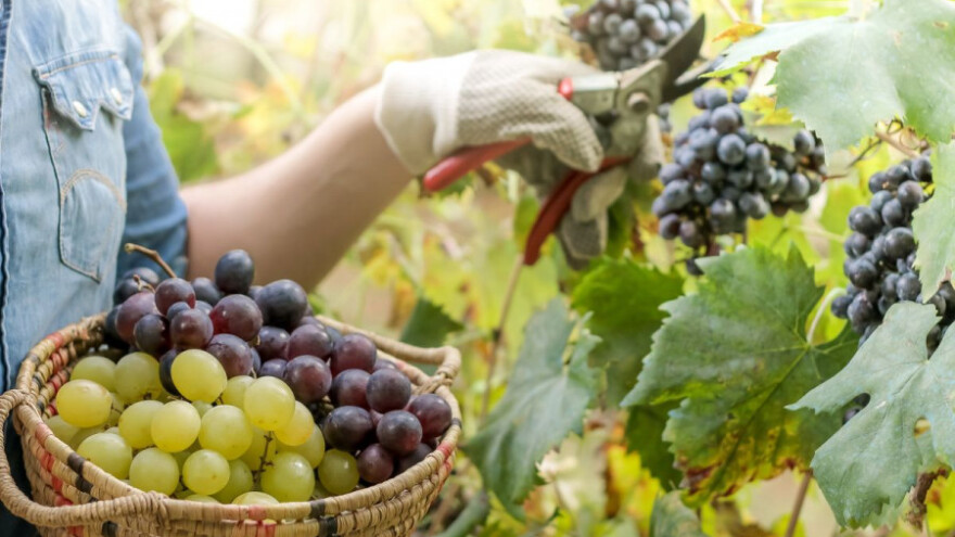 Agrofina očekuje milion kilograma grožđa