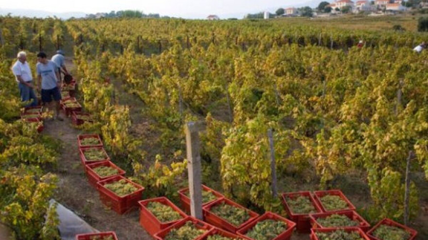 Prinosi u vinogradima prosečni, plasman siguran