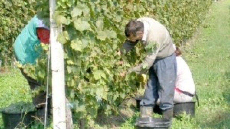 Berba u srijemskom vinogorju - grožđe kvalitetno, urod manji 30 posto