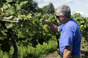 Ipak dobra godina za vinogradare!