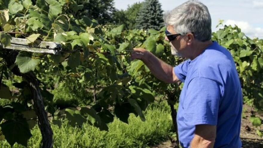 Ipak dobra godina za vinogradare!