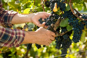 Vinogradarstvo i vinarstvo - šansa za razvoj agrara