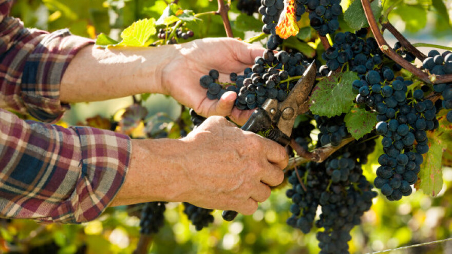 Vinogradarstvo i vinarstvo - šansa za razvoj agrara