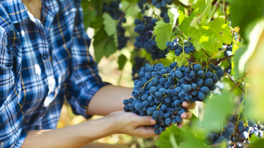 Zbog elementarnih nepogoda i do 35% manje grožđa!