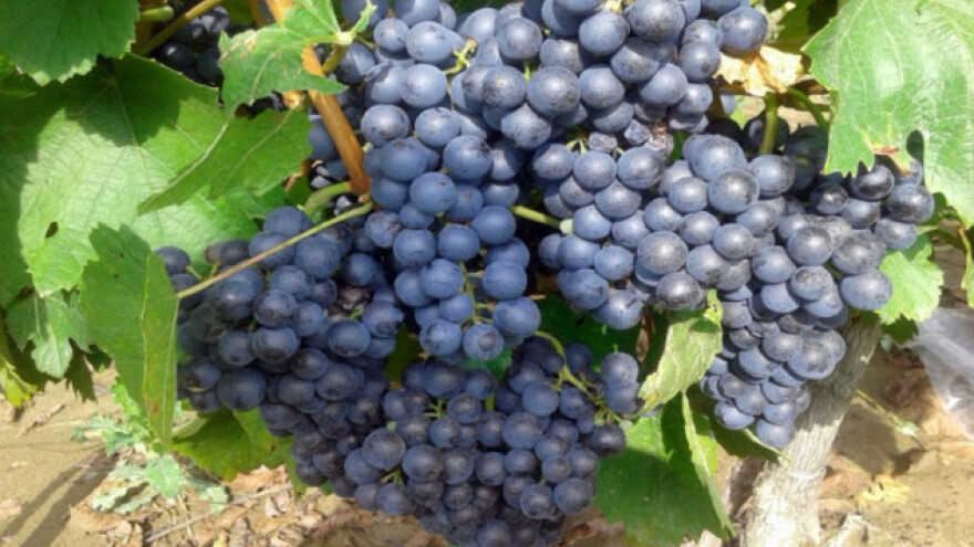 Loš kvalitet doneo nisku cenu