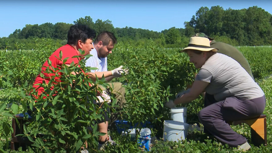 Krenula berba haskapa - kakav se urod očekuje?