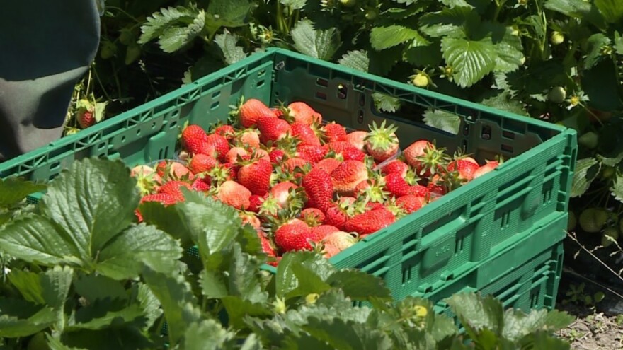 Ne propustite 13. Festival jagoda u Selcu