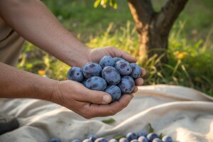 Berba i ukomljavanje šljiva