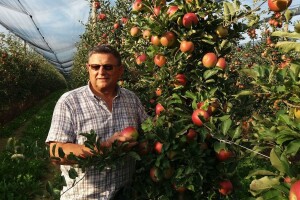 Domaće ima dovoljno, a tržište je već narušeno uvozom jeftinih jabuka