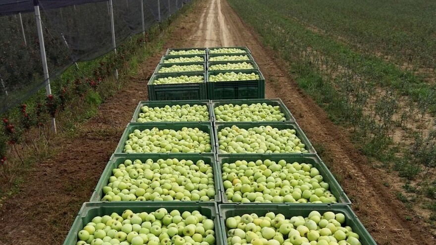 Miroslav Kolić: Urod jabuke je zadovoljavajuć, jedino je Idared malo podbacila