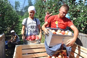 Darko Milošević s Majevice očekuje rod od 40 tona prvoklasne jabuke - u EU najviše traže sortu gala