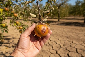 Berba jabuka uranila dva tjedna