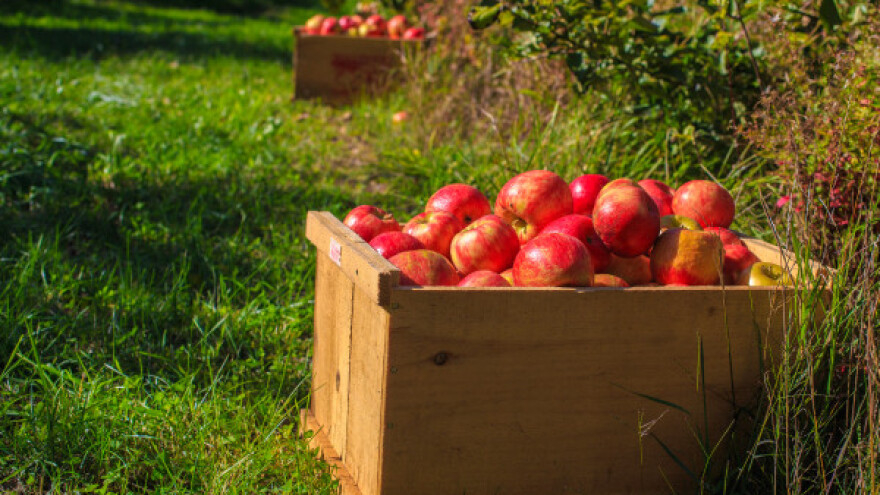 Berba jabuka pri kraju - rod zadovoljavajući