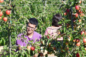 Traži se 200-njak sezonskih radnika u poljoprivredi