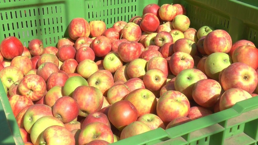 Svake godine novi standardi u proizvodnji jabuka - zašto je boja bitna?