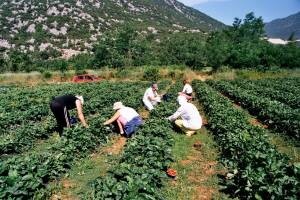 Zaštita zemljopisnog podrijetla vrgoračke jagode