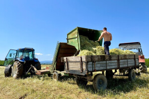 Slavonija i Podravina predvode proizvodnju kamilice - najveći proizvođač lani sijao 200 ha