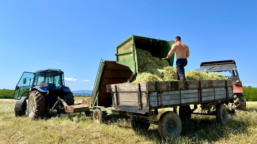 Slavonija i Podravina predvode proizvodnju kamilice - najveći proizvođač lani sijao 200 ha