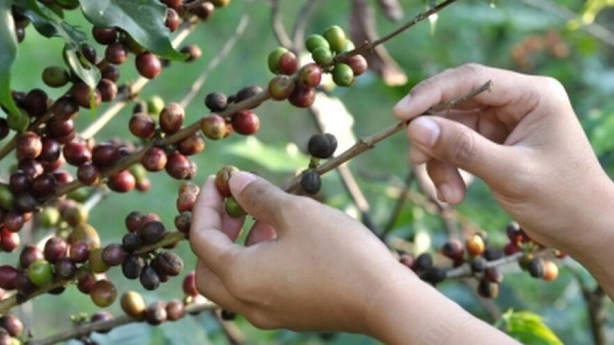 Hoće li cijene kave opet rasti?