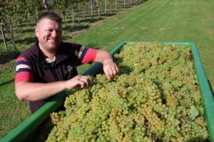 U vinogradima obitelji Horvat počela berba pušipela - kakav je urod?