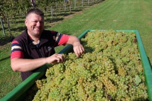 U vinogradima obitelji Horvat počela berba pušipela - kakav je urod?