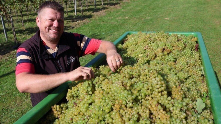 U vinogradima obitelji Horvat počela berba pušipela - kakav je urod?