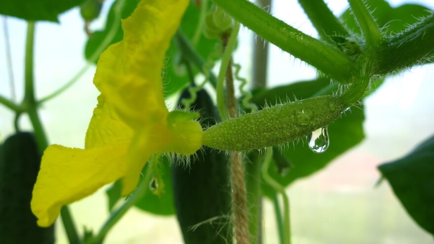 Krastavci su neobrani - Hrvati preskaču Austriju i zbog veće plaće odlaze u Njemačku