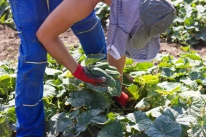 Zbog tuče porasla cijena krastavaca