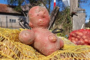 Na Dane sira i ličkog krumpira dolaze izlagači iz cijele Hrvatske