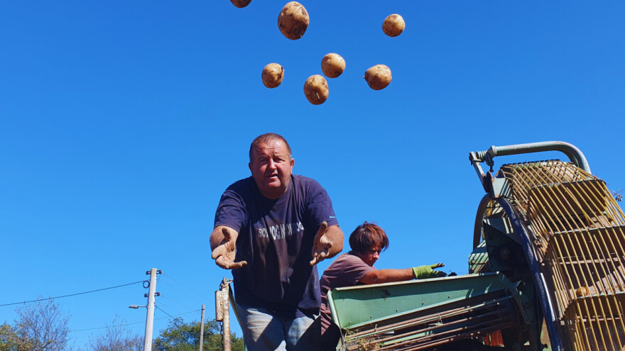Što je zajedničko brinjskom krumpiru i paškoj janjetini?
