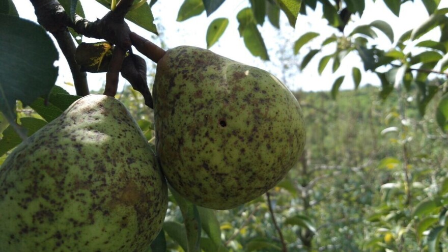 Proizvođači viljamovke u Republici Srpskoj i FBiH zadovoljno trljaju ruke