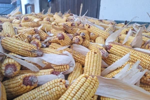 Cene pšenice i kukuruza u porastu, izostalo trgovanje sojom
