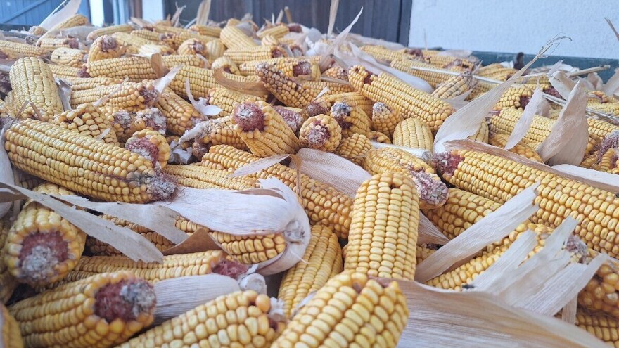 Cene pšenice i kukuruza u porastu, izostalo trgovanje sojom