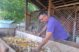 Kukuruza manje za 12,9 % nego prošle godine, rod voća podbacio