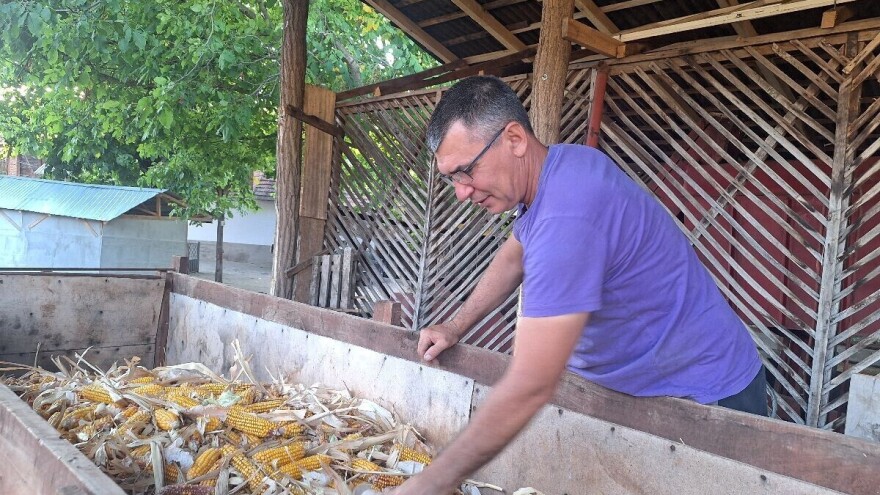 Kukuruza manje za 12,9 % nego prošle godine, rod voća podbacio
