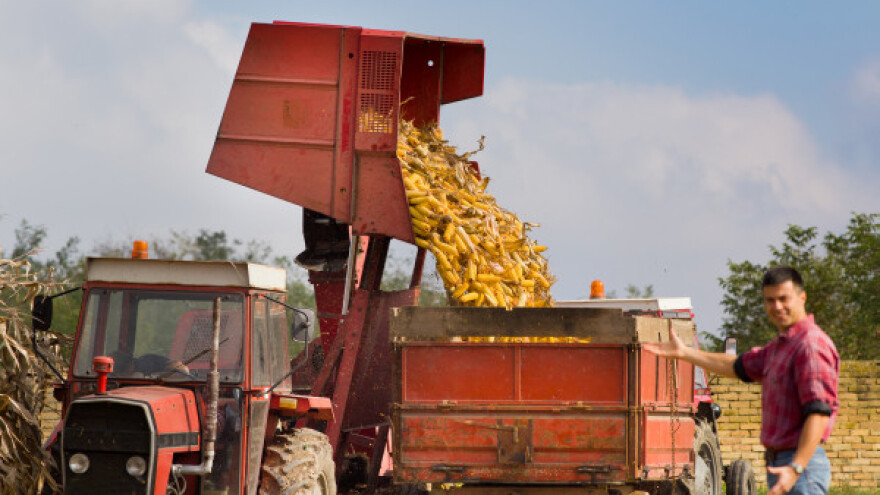 Počela berba kukuruza u Rasinskom okrugu