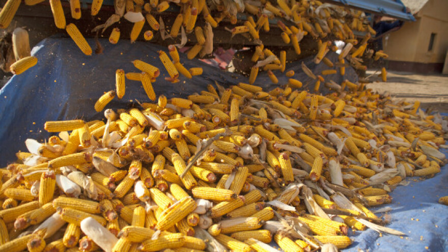 Suša obrala kukuruz