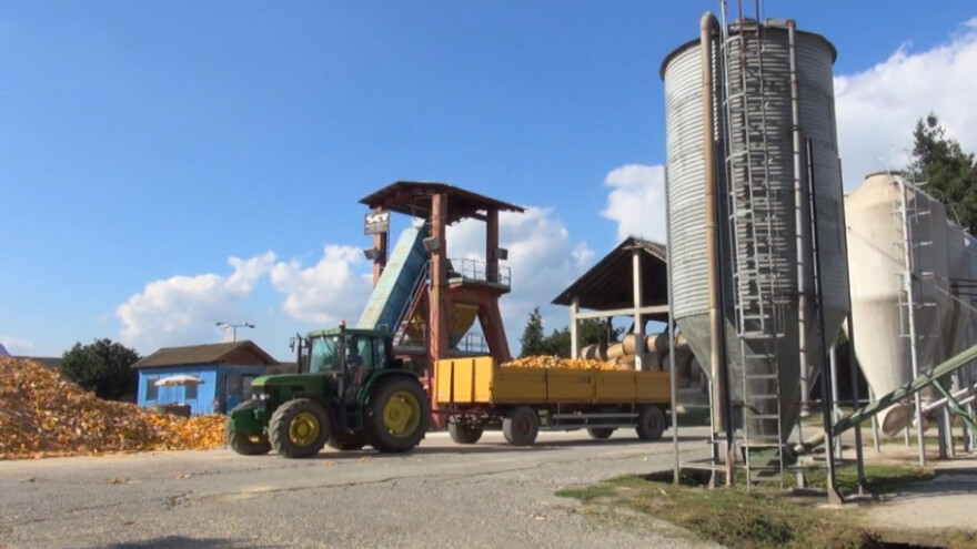 Troškovi sušenja kukuruza nekad prepolove zaradu
