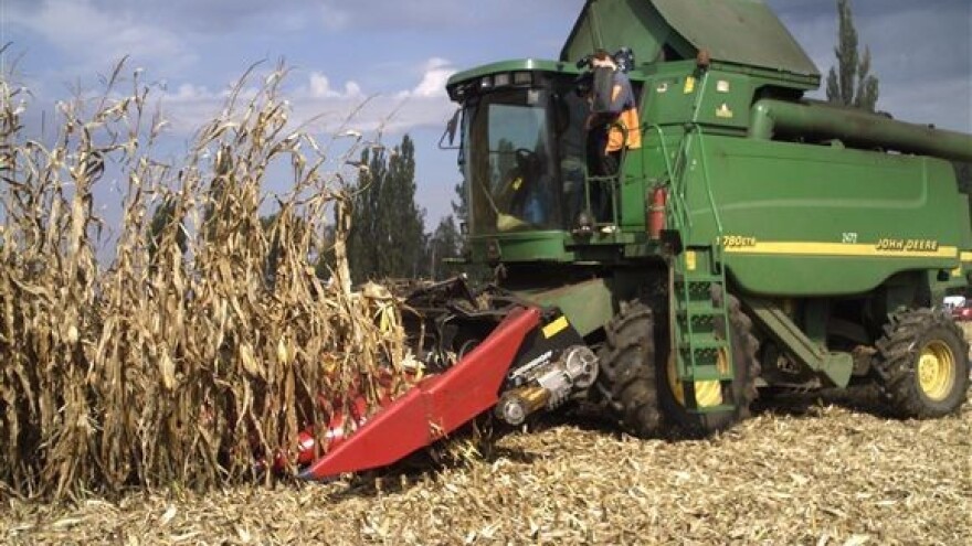 Runjenje kukuruza na njivi je efikasno i skupo