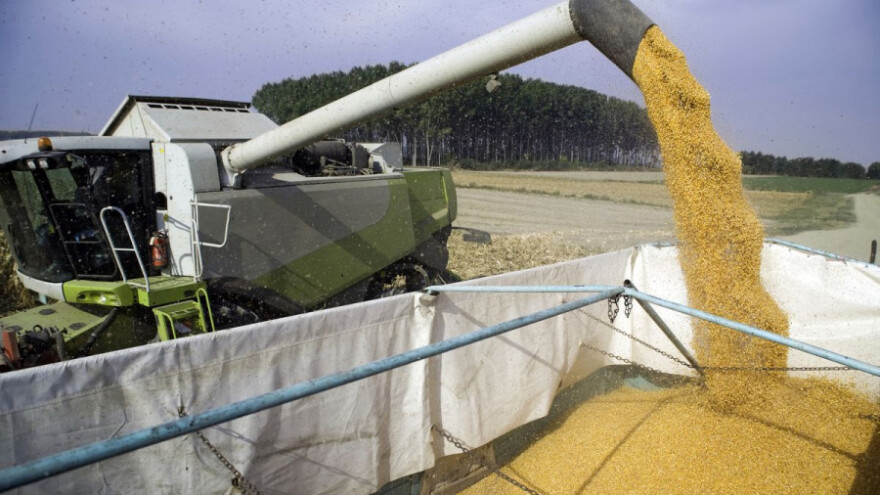 Rast globalne proizvodnje kukuruza, pšenica u padu