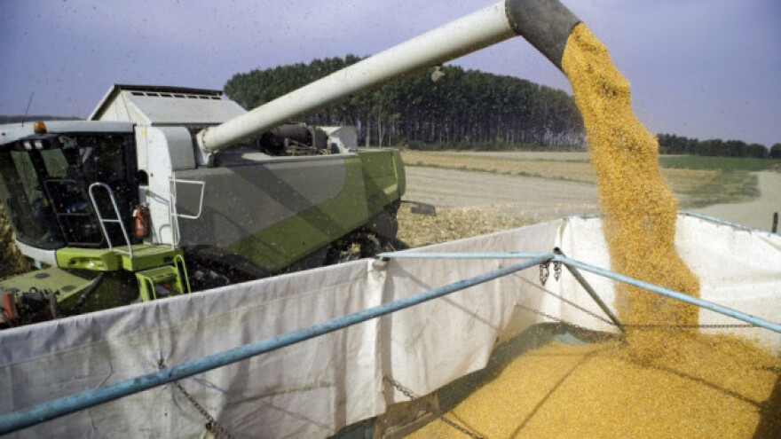 Rast globalne proizvodnje kukuruza, pšenica u padu