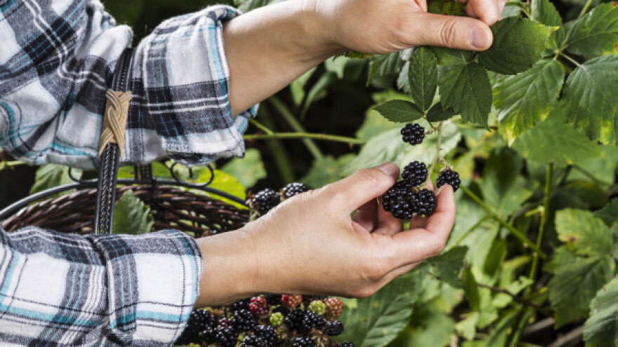Počela berba kupina - očekuje se dobra zarada!