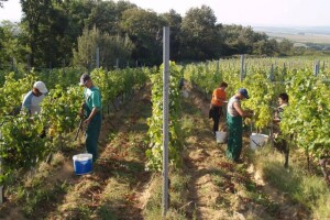 Tri natječaja iz Vinske omotnice bliže se kraju