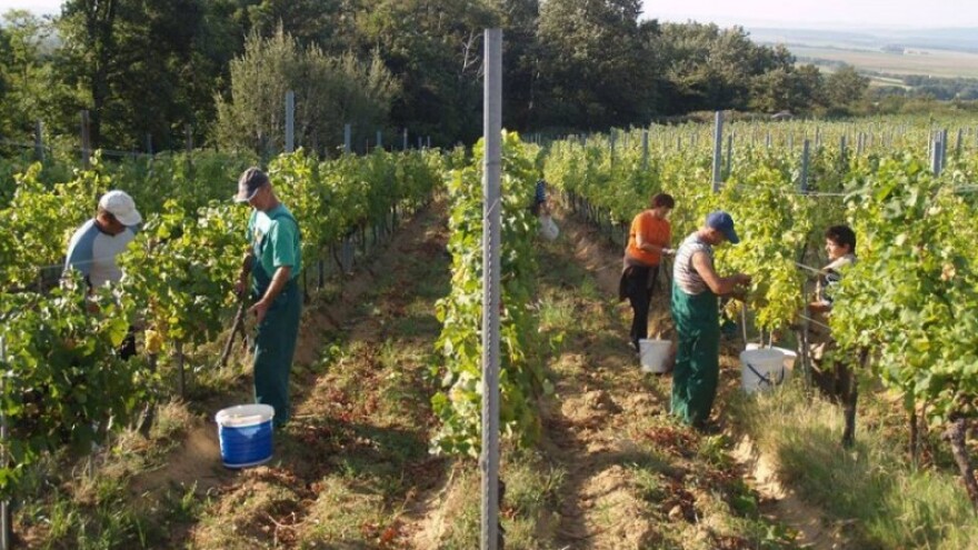 Tri natječaja iz Vinske omotnice bliže se kraju