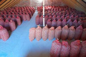 Koliko randman i klasa "dižu" cenu lešnika?