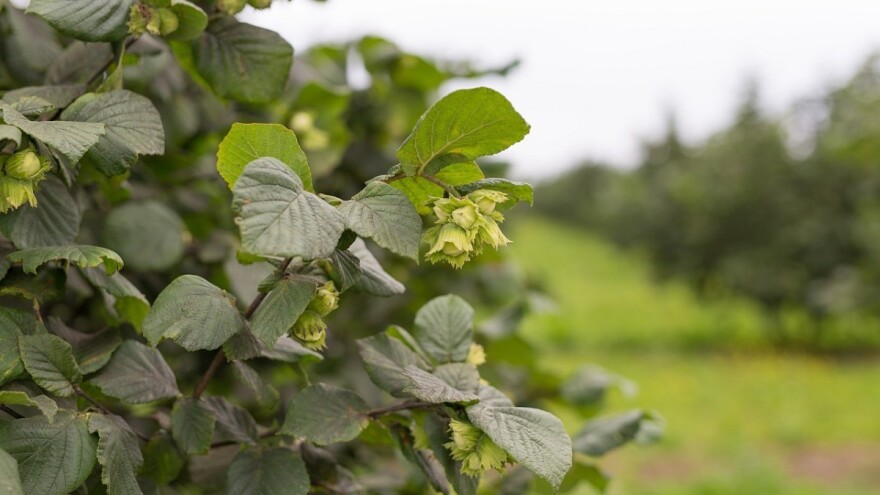 Prvih deset - tko su najveći uzgajivači lijeske u Hrvatskoj?