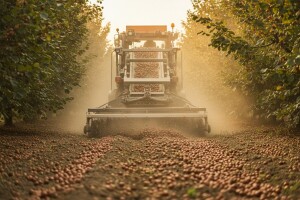 Berba lješnjaka na najvećoj slavonskoj plantaži