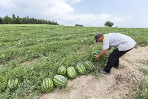 Prepolovljen urod lubenice i dinje zbog loših vremenskih uslova