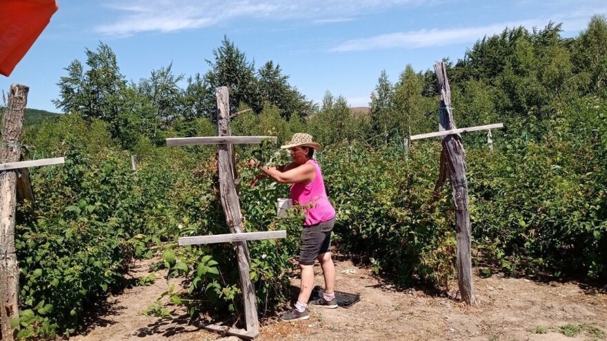 Zaštita maline nakon berbe - koje mere preduzeti?